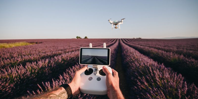 Man control drone with remote in flower field